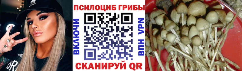 Псилоцибиновые грибы Cubensis  Дятьково 